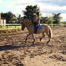 Fjordhest Felix