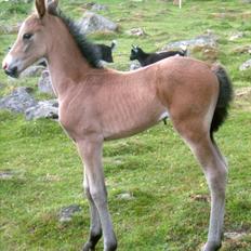 Anden særlig race Bjerrebogaards Candy