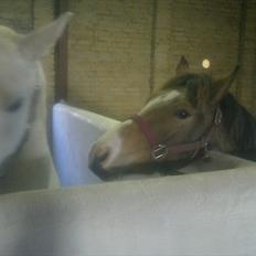 Anden særlig race Bjerrebogaards Candy