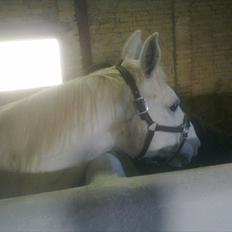 Anden særlig race Bjerrebogaards Candy