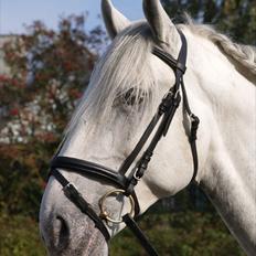 Lipizzaner Amadeus ("part")