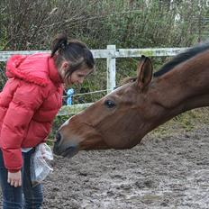 Dansk Varmblod Goldie R.I.P )':