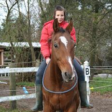 Dansk Varmblod Goldie R.I.P )':