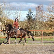 Dansk Varmblod First Lady [Savnet]