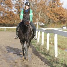 Anden særlig race Busse