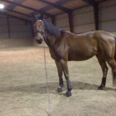 Traver Västerbo Partout *passer*