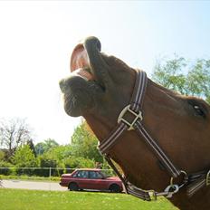Anden særlig race Nikita