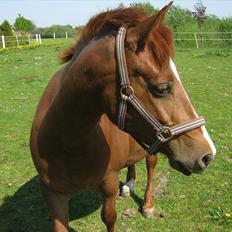 Anden særlig race Nikita