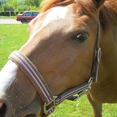 Anden særlig race Nikita