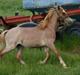 Welsh Mountain (sec A) Troldalfens Lord Aries