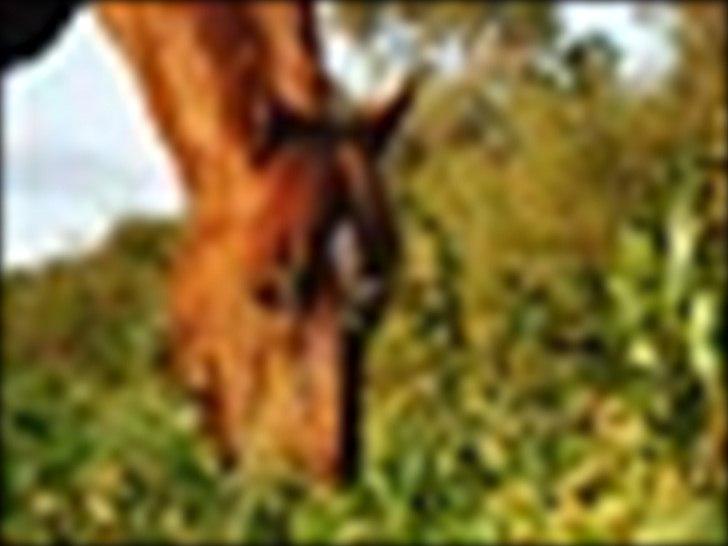 Anden særlig race Mr. Lonely billede 10