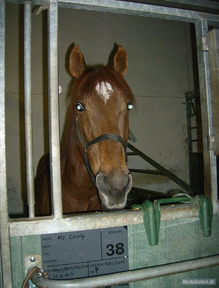 Anden særlig race Mr. Lonely billede 11