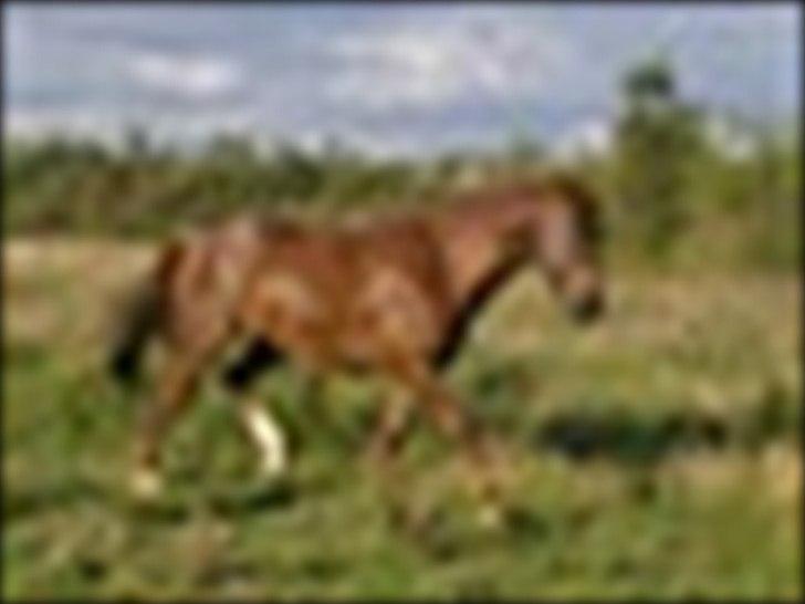 Anden særlig race Mr. Lonely billede 12