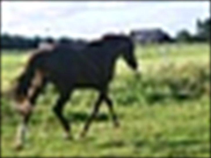 Anden særlig race Mr. Lonely billede 13