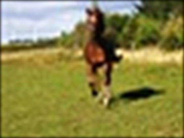 Anden særlig race Mr. Lonely billede 14