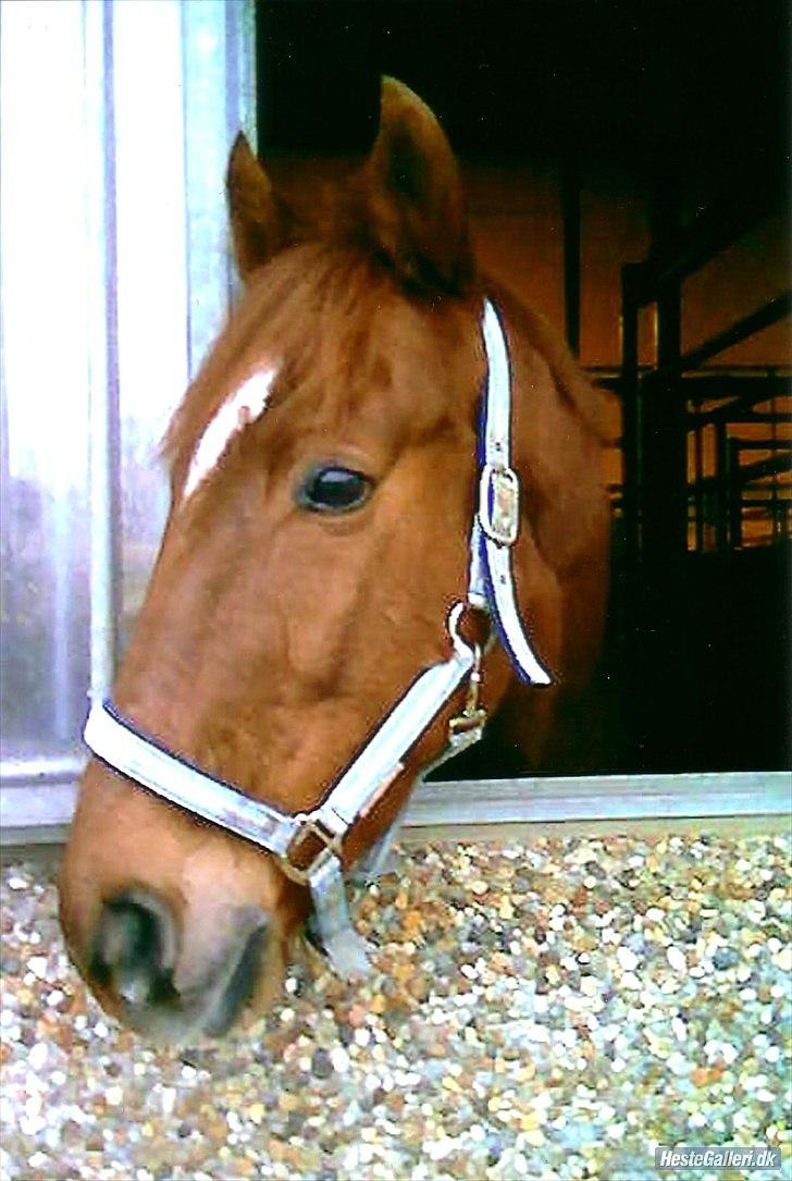 Anden særlig race Mr. Lonely billede 15