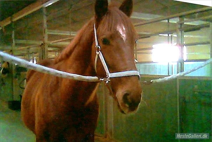 Anden særlig race Mr. Lonely billede 16