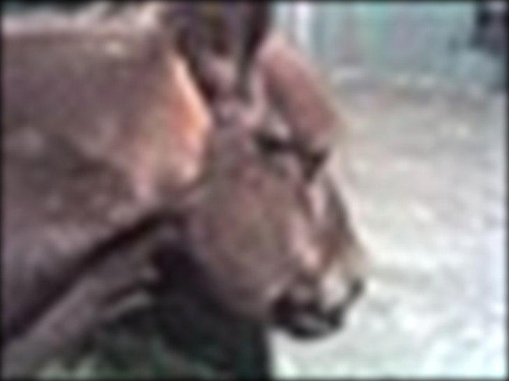 Anden særlig race Mr. Lonely billede 17