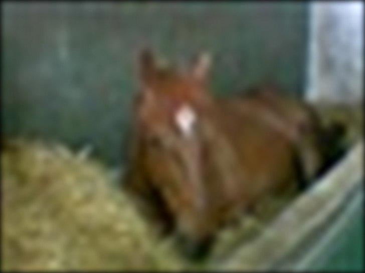 Anden særlig race Mr. Lonely billede 18