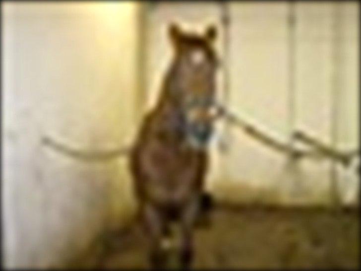 Anden særlig race Mr. Lonely billede 19