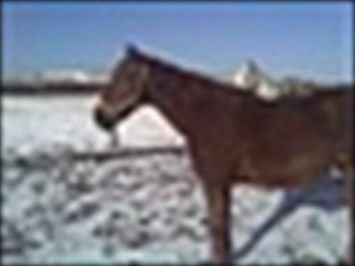 Anden særlig race Mr. Lonely billede 20