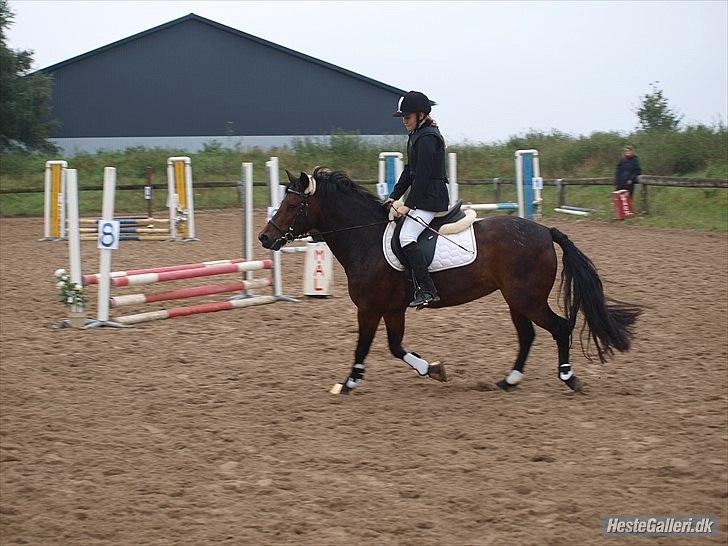 New Forest Mankehøjs Glamour<3 SOLGT:'-( billede 10