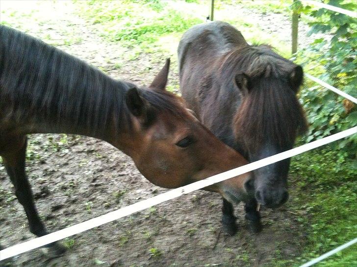 Shetlænder Hugo - Morgen møsser mellem Dessy og Hugsen billede 5