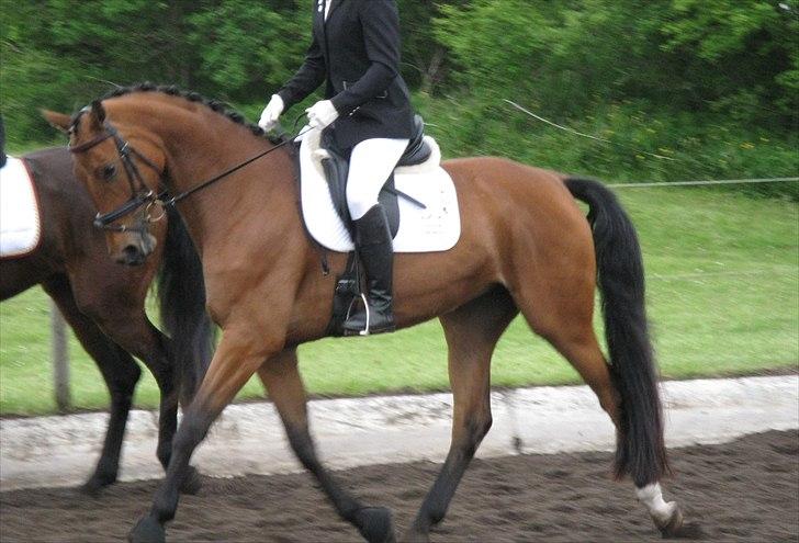 Dansk Varmblod Svalegårds Rosselini - Championatopvarmning billede 12