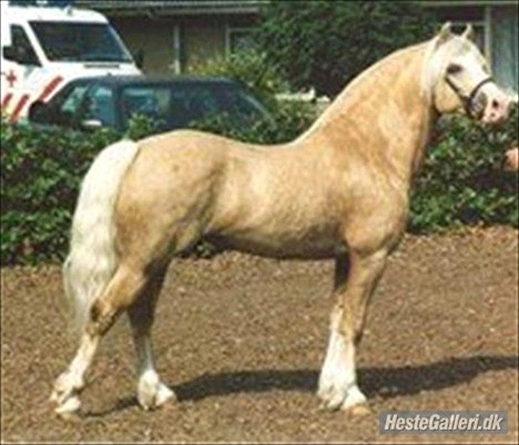 Welsh Pony af Cob-type (sec C) rytterbjergets imperial billede 1