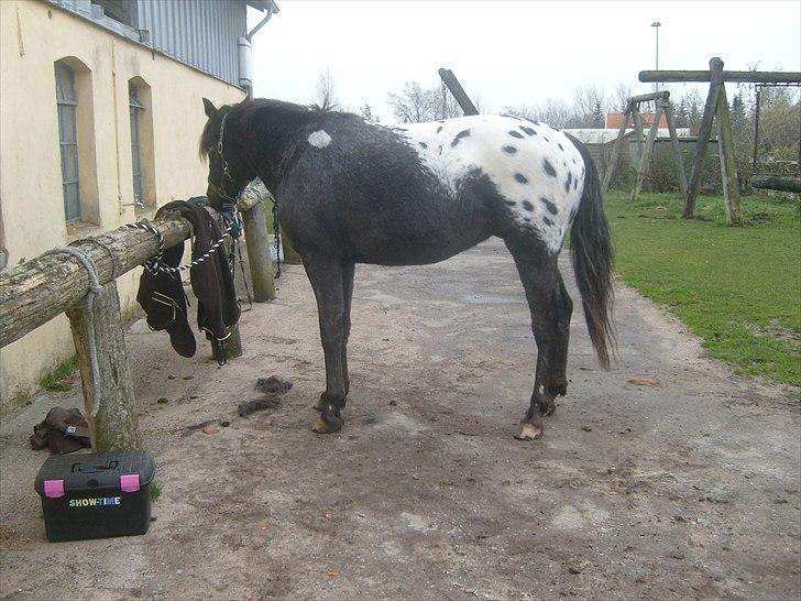 Anden særlig race Show-time - tidl. pony billede 1