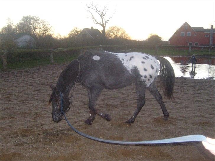 Anden særlig race Show-time - tidl. pony billede 3