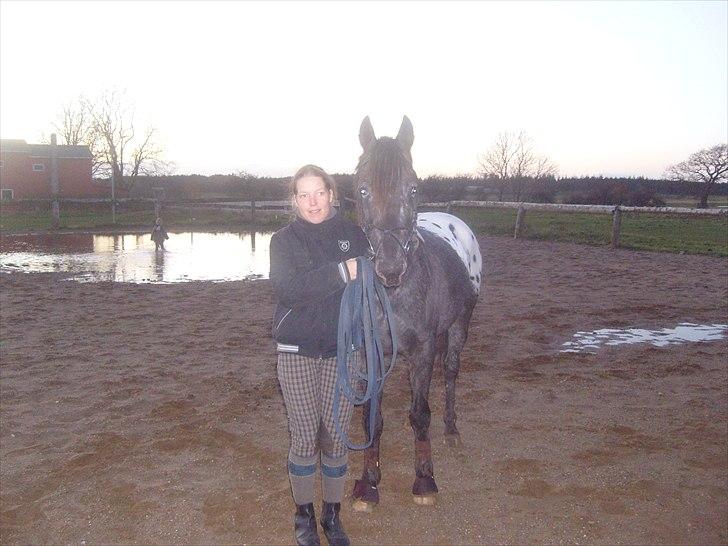 Anden særlig race Show-time - tidl. pony billede 4