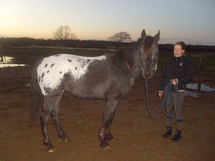 Anden særlig race Show-time - tidl. pony billede 5