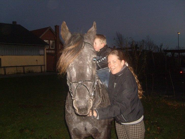 Anden særlig race Show-time - tidl. pony billede 8