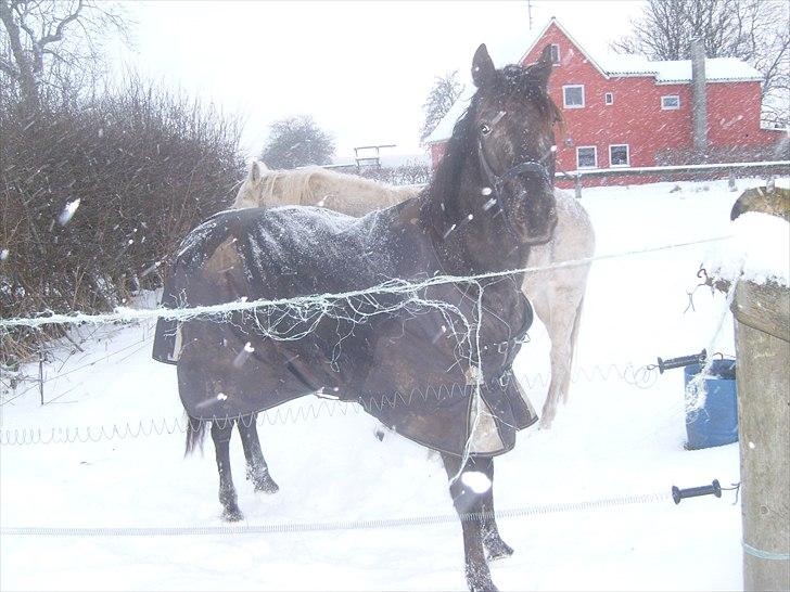 Anden særlig race Show-time - tidl. pony - Show-times første sne i det sønderjydske!! billede 9