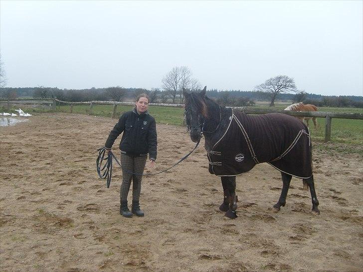 Anden særlig race Show-time - tidl. pony billede 10