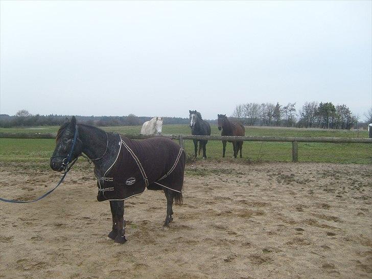 Anden særlig race Show-time - tidl. pony billede 11