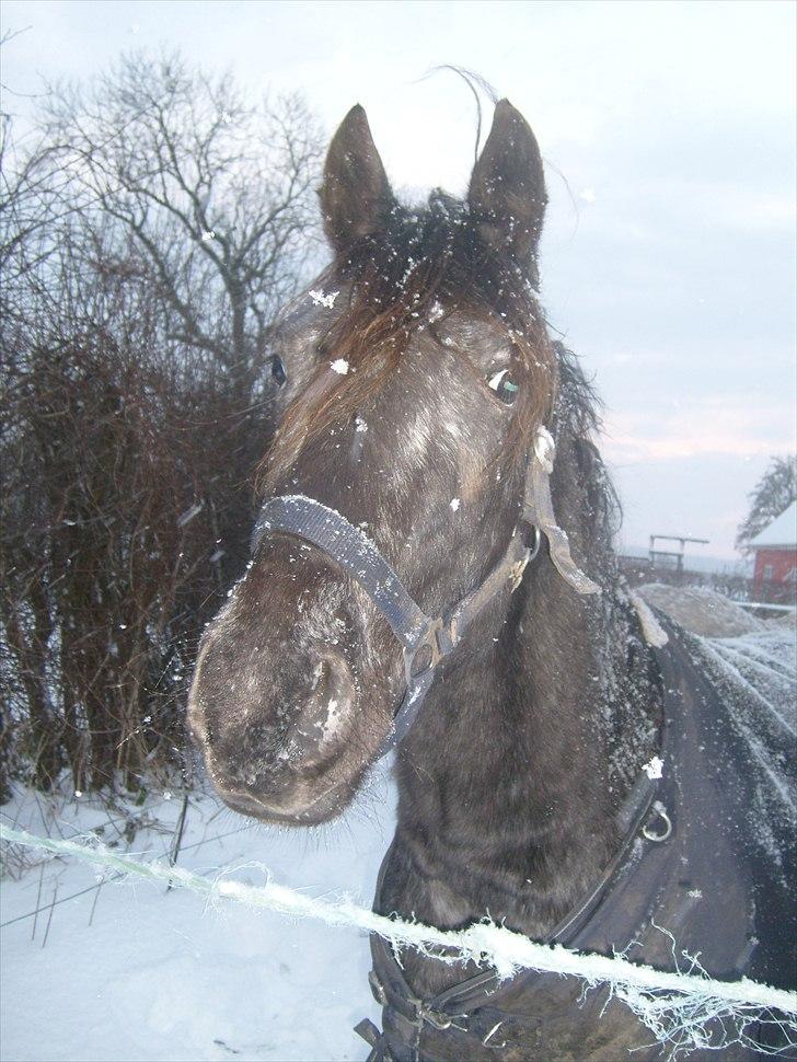 Anden særlig race Show-time - tidl. pony - "Hvis manden kommer gående deroppe fra med to træktove skal vi ind"" " Så giver det mad jubii"  billede 12