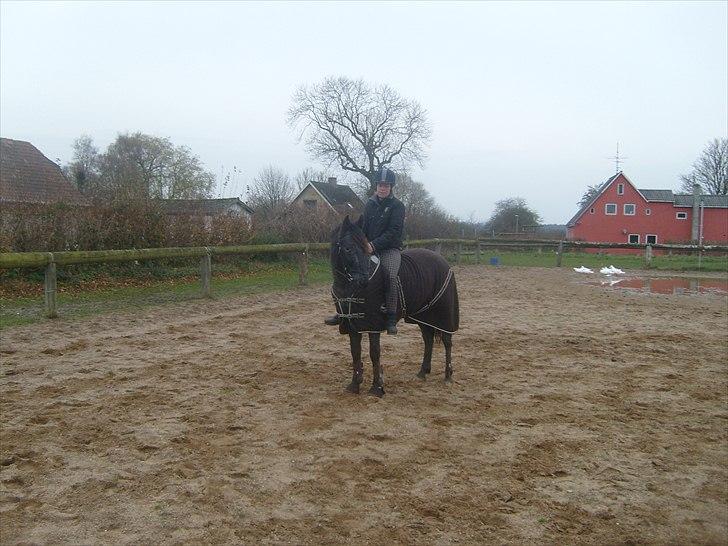 Anden særlig race Show-time - tidl. pony billede 13