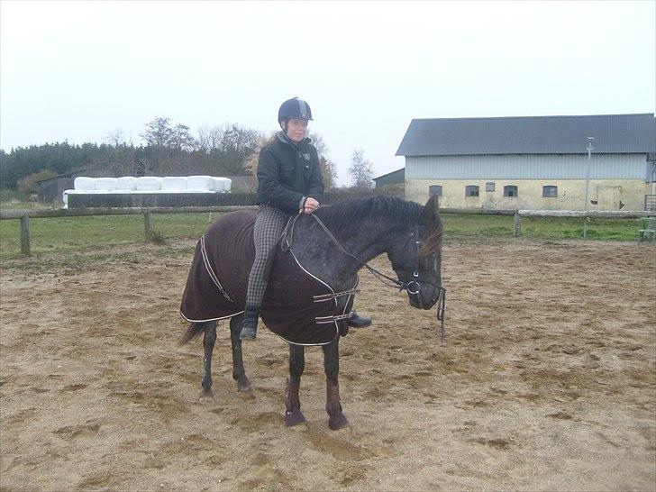 Anden særlig race Show-time - tidl. pony billede 14