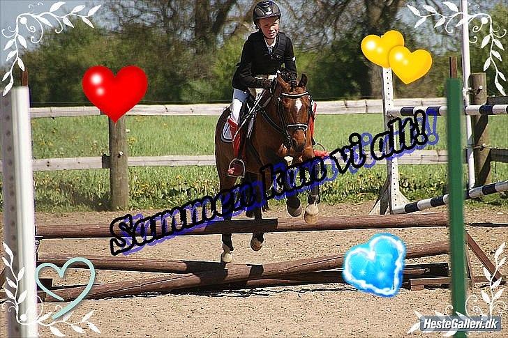 Welsh Pony (sec B) Stubbumgårds Tobias (Mac Million) - 12) Stævne i Vantinge <3 billede 12