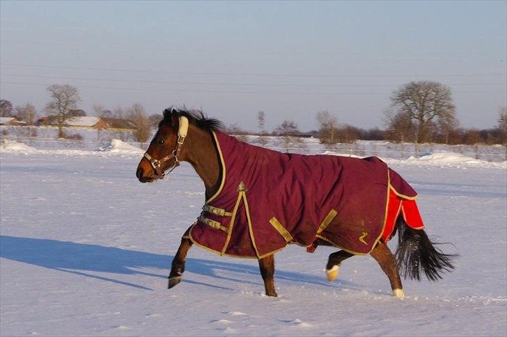 Welsh Pony (sec B) Stubbumgårds Tobias (Mac Million) - 13) På fold, i sneen<3 billede 13