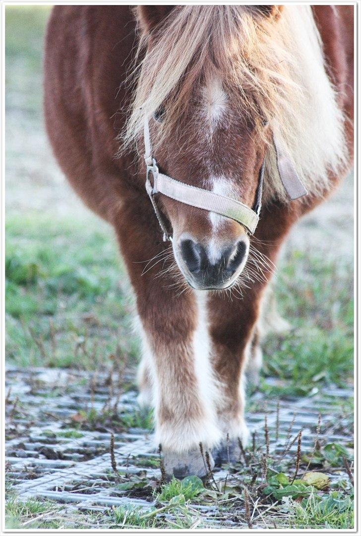 Shetlænder Sussi billede 1