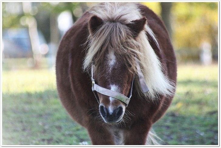 Shetlænder Sussi billede 2