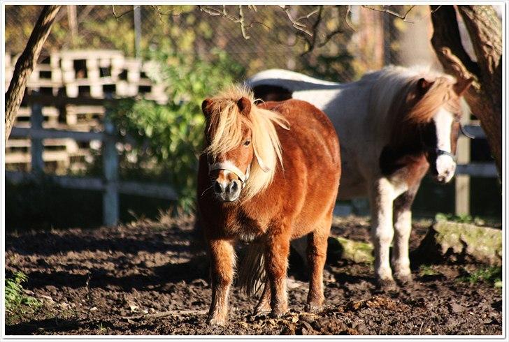 Shetlænder Sussi billede 3