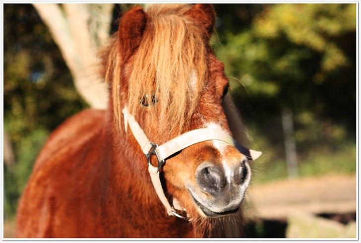 Shetlænder Sussi billede 4