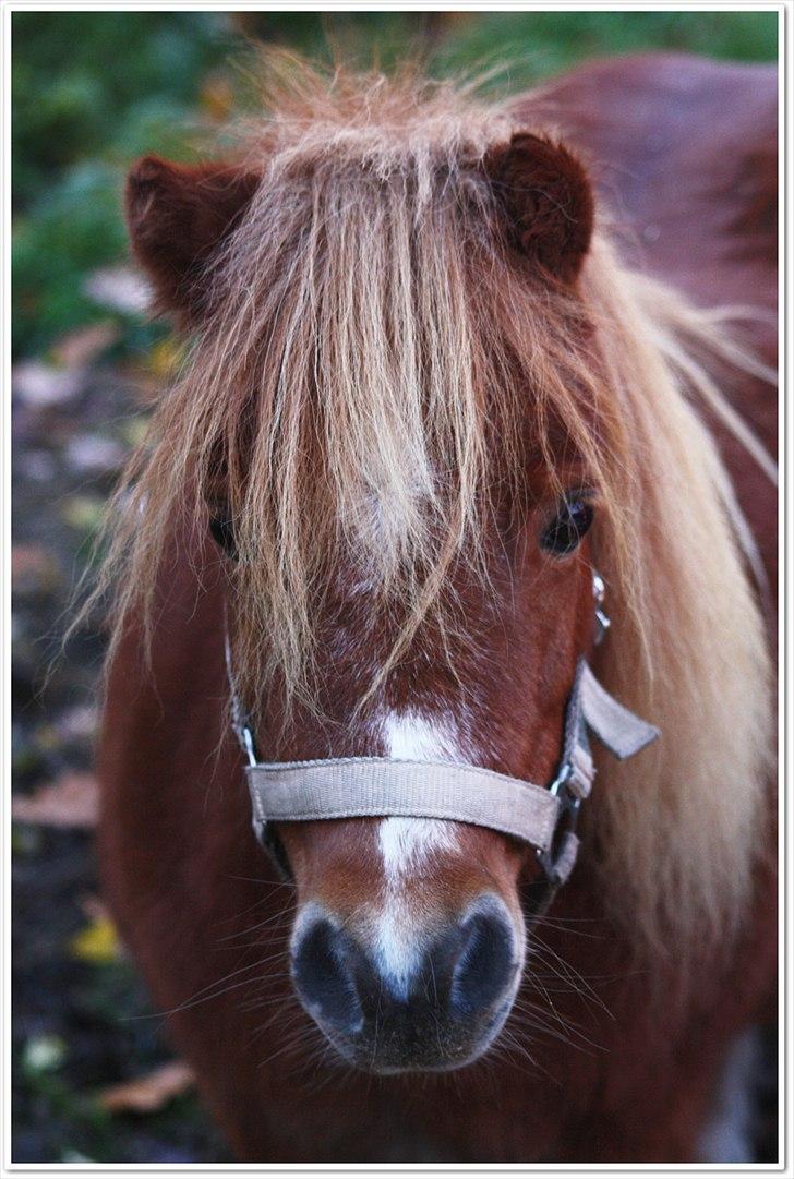 Shetlænder Sussi billede 5