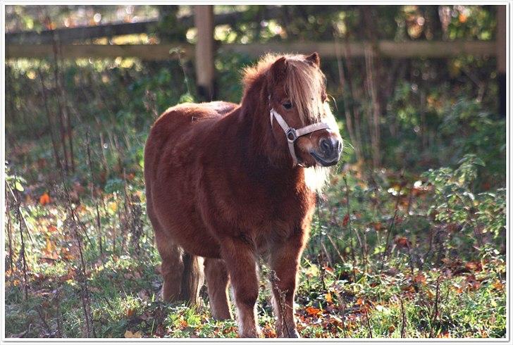 Shetlænder Sussi billede 6