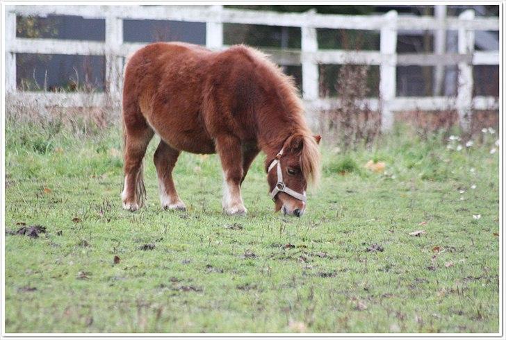 Shetlænder Sussi billede 7