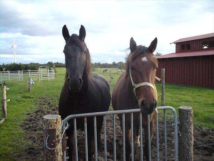 Frieser Tessa - Tessa og Lantina  billede 3